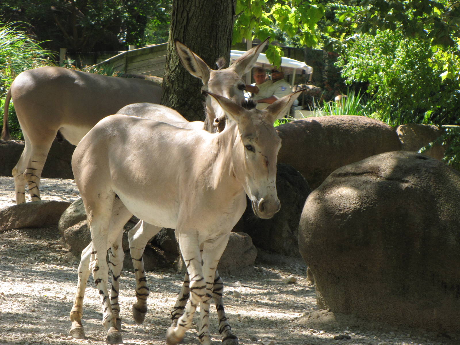Somali Wild Ass - Red Rocks
