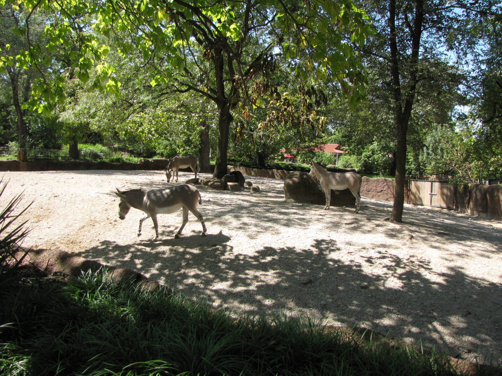 Somali Wild Ass - Red Rocks