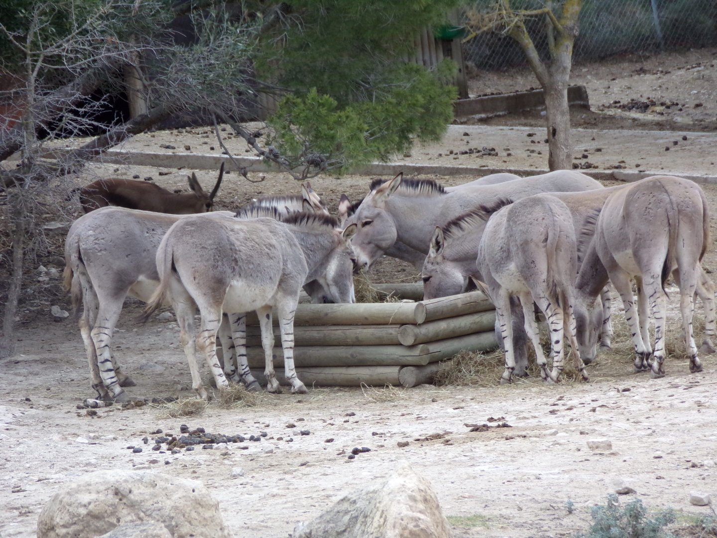 Somali wild ass - Réserve Africaine de Sigean (2024)