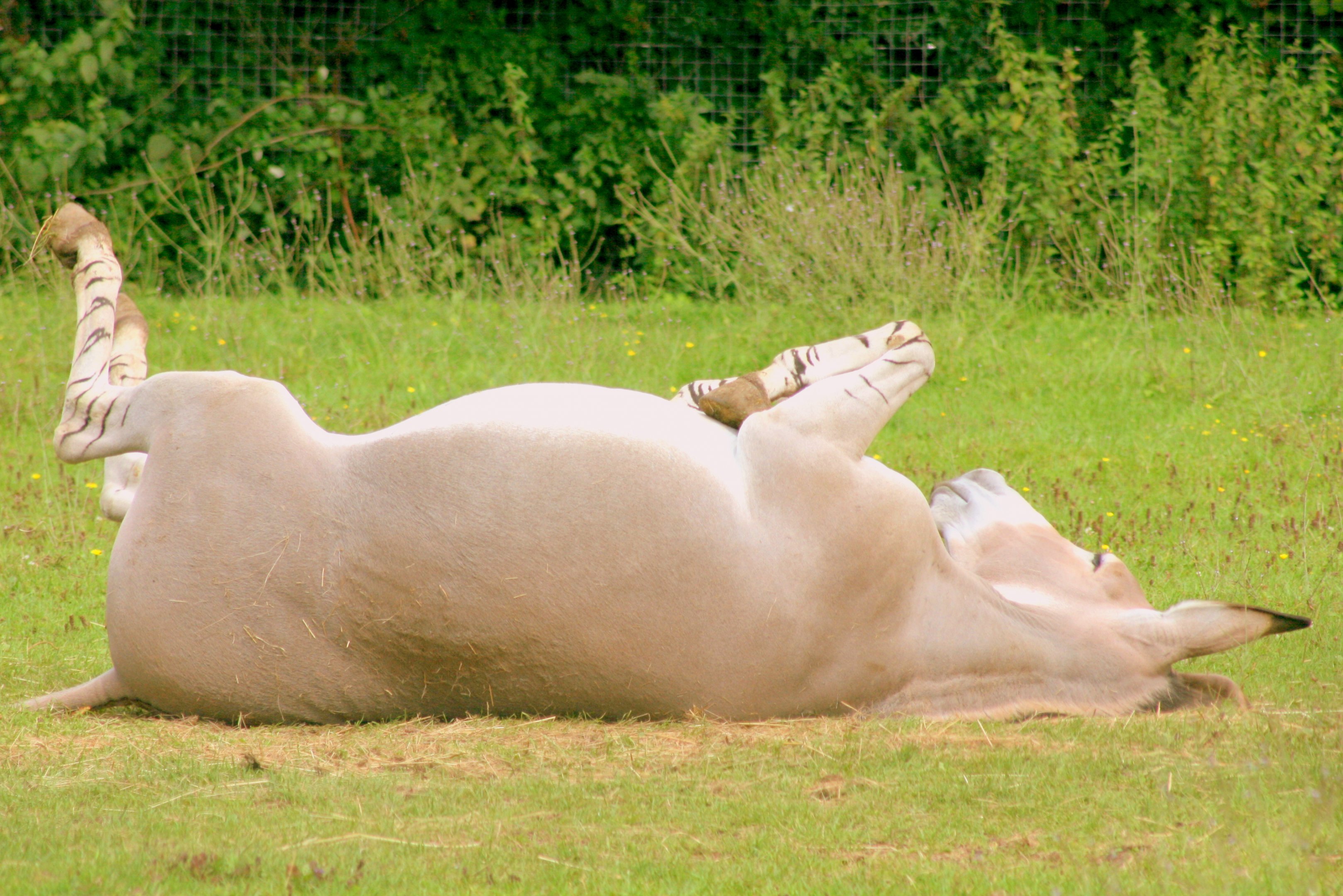 Somali wild ass rolling on back; Marwell; 6th August 2017