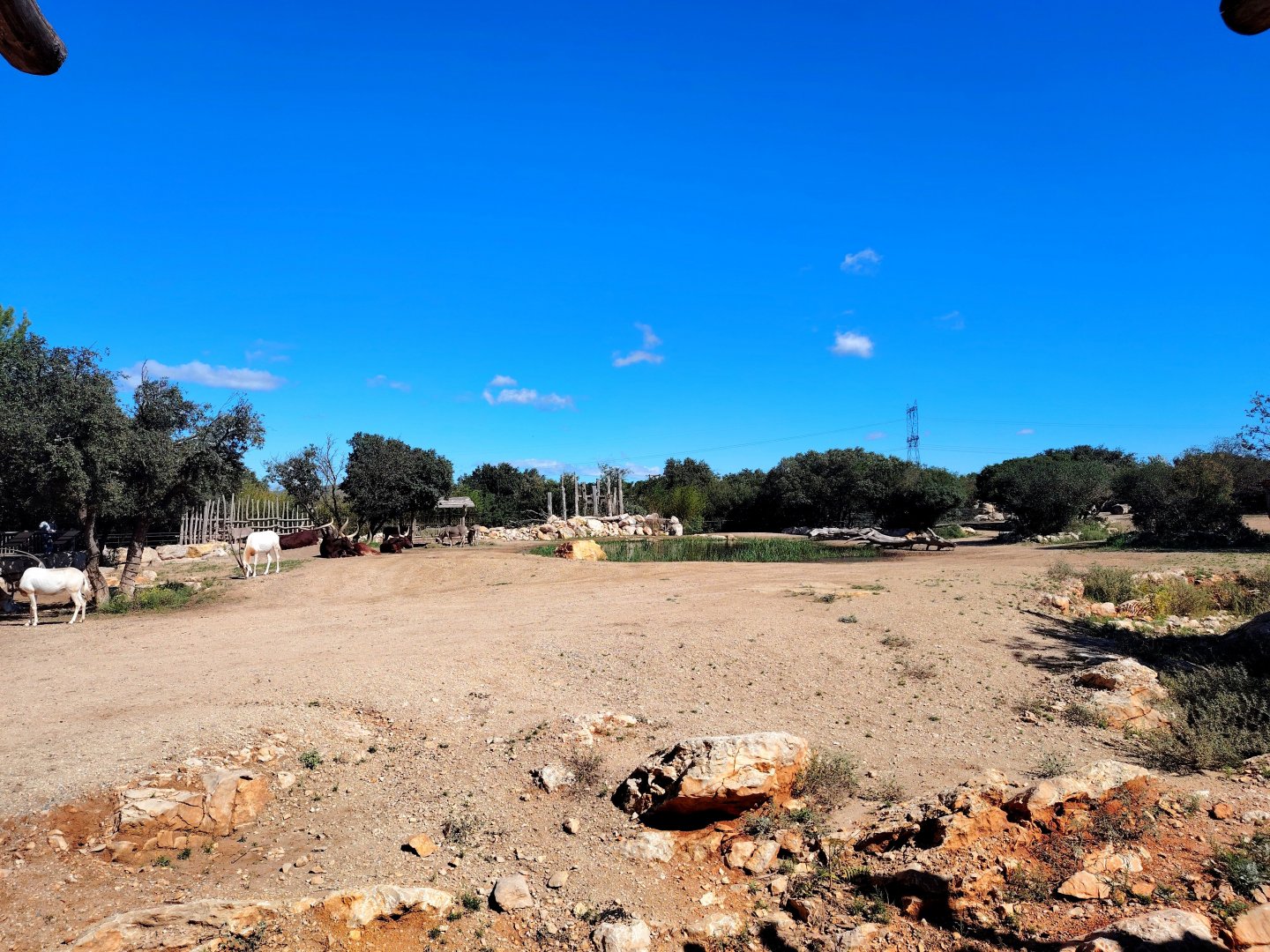 Somali Wild Ass , Scimitar Oryx & Ankole Cattle Exhibit