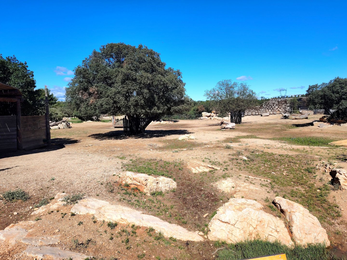 Somali Wild Ass , Scimitar Oryx & Ankole Cattle Exhibit