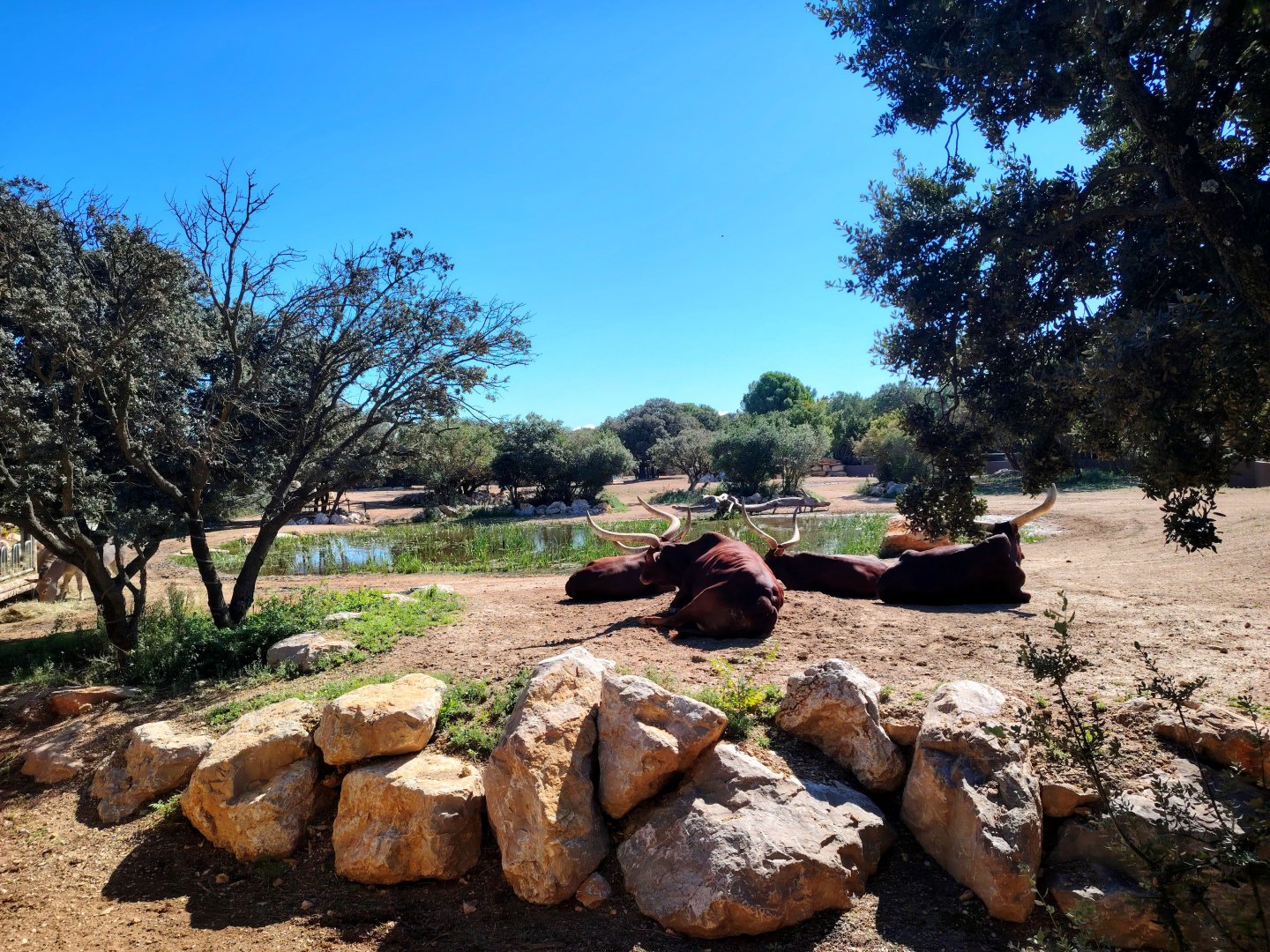 Somali Wild Ass , Scimitar Oryx & Ankole Cattle Exhibit