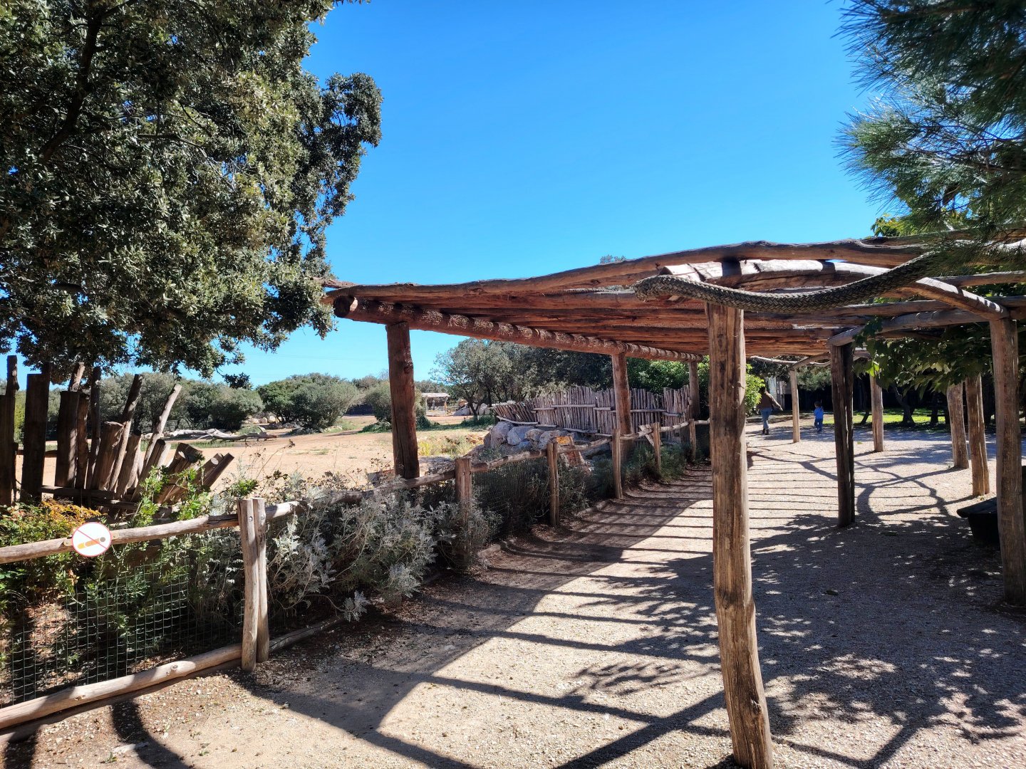 Somali Wild Ass , Scimitar Oryx & Ankole Cattle Exhibit