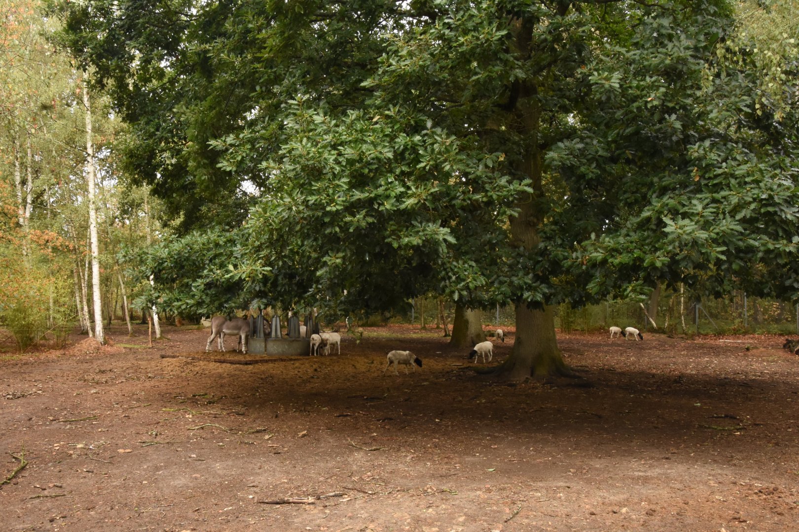 Somali Wild Ass & Somali Sheep enclosure