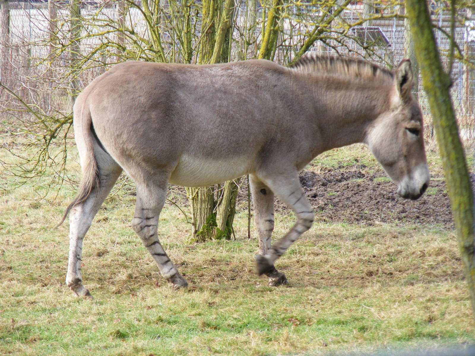 Somali wild ass stallion at Marwell Wildlife, 31 January 2010
