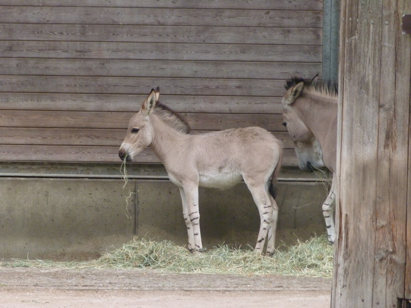 Somali wild ass -Tierpark Berlin (2024)
