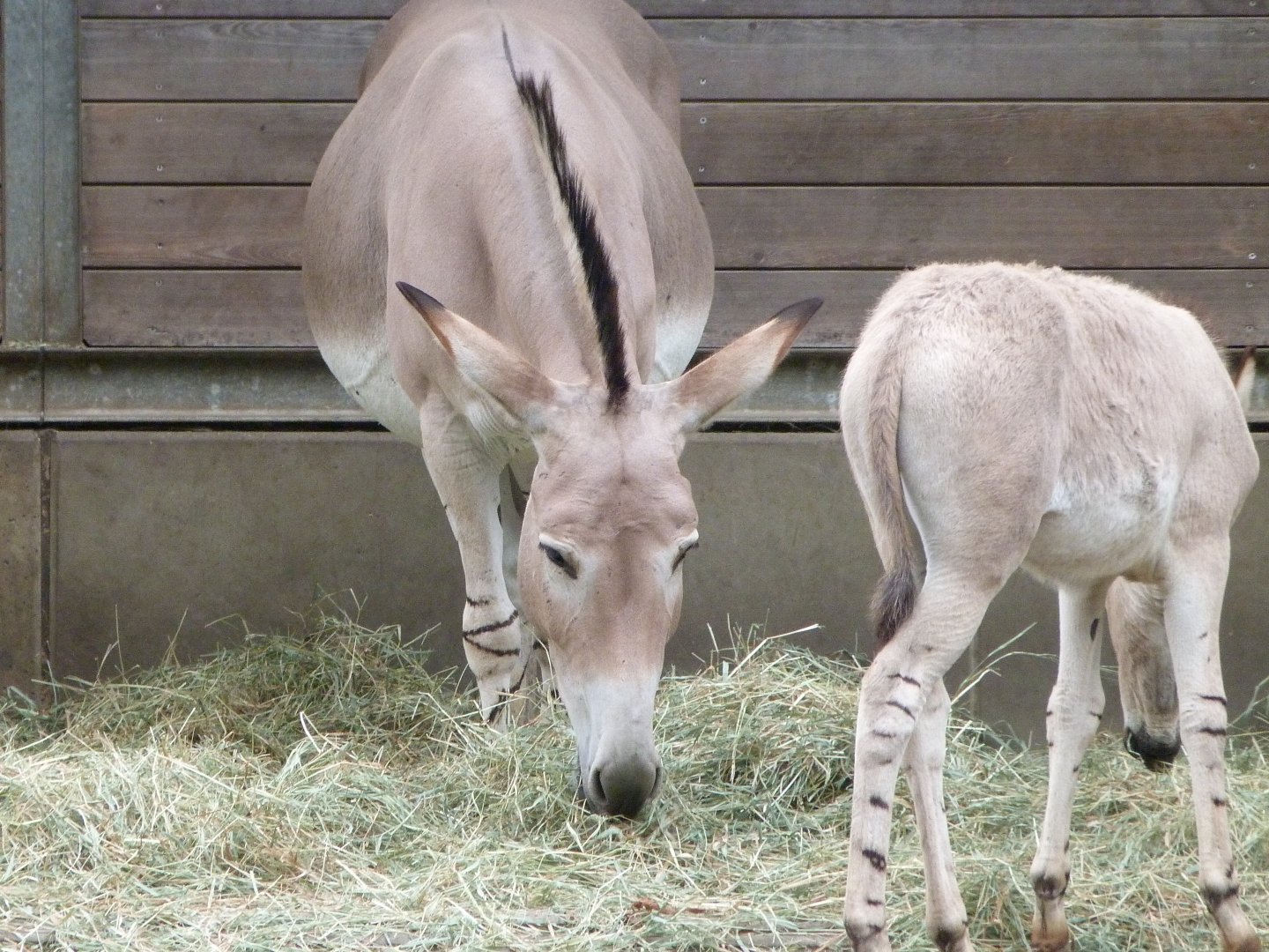 Somali wild ass -Tierpark Berlin (2024)
