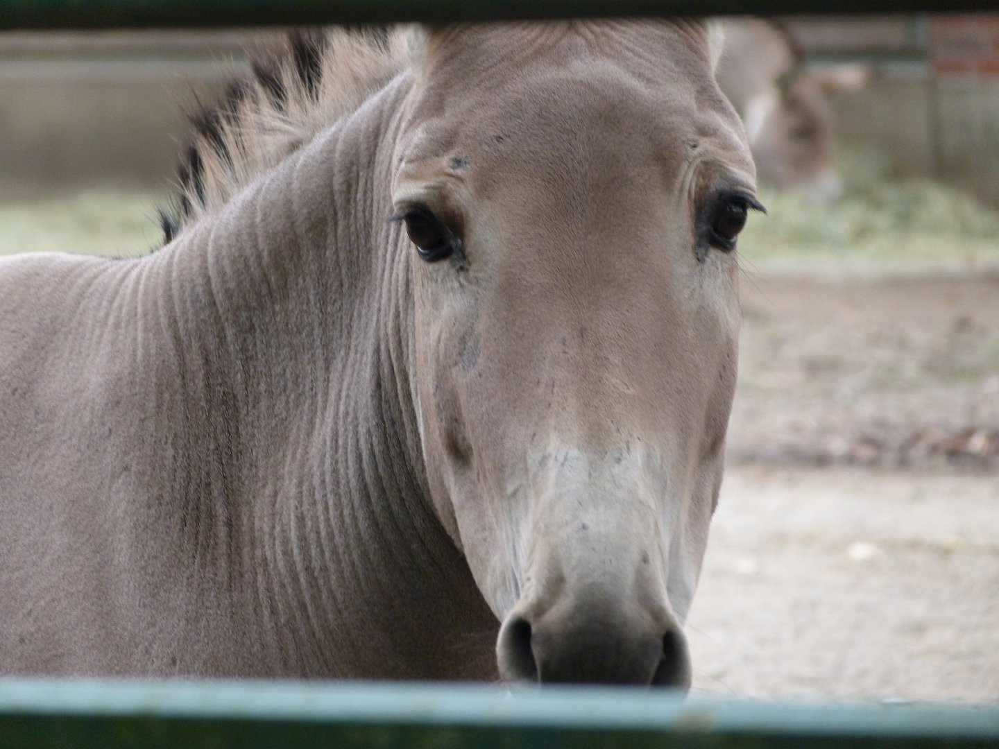 Somali wild ass -Tierpark Berlin (2024)
