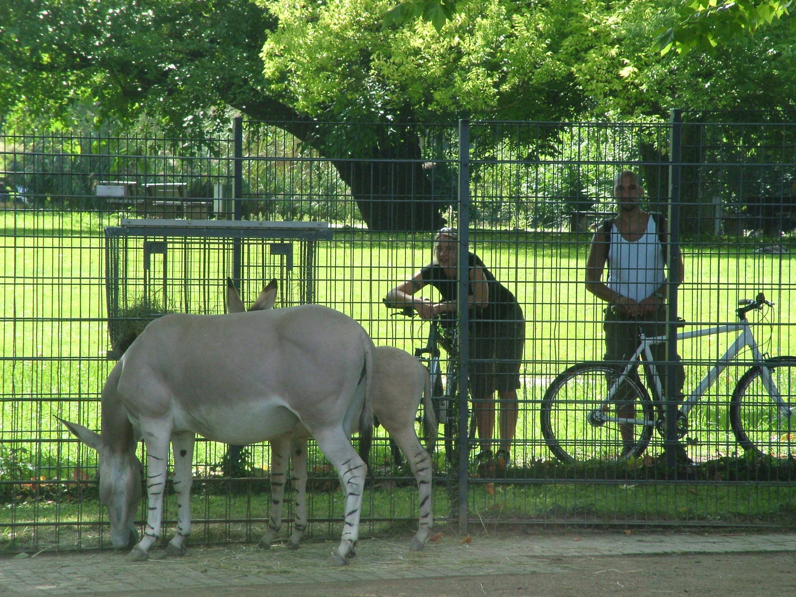 Somali Wild Ass Viewing at Wilhelma, Stuttgart 02/09/10