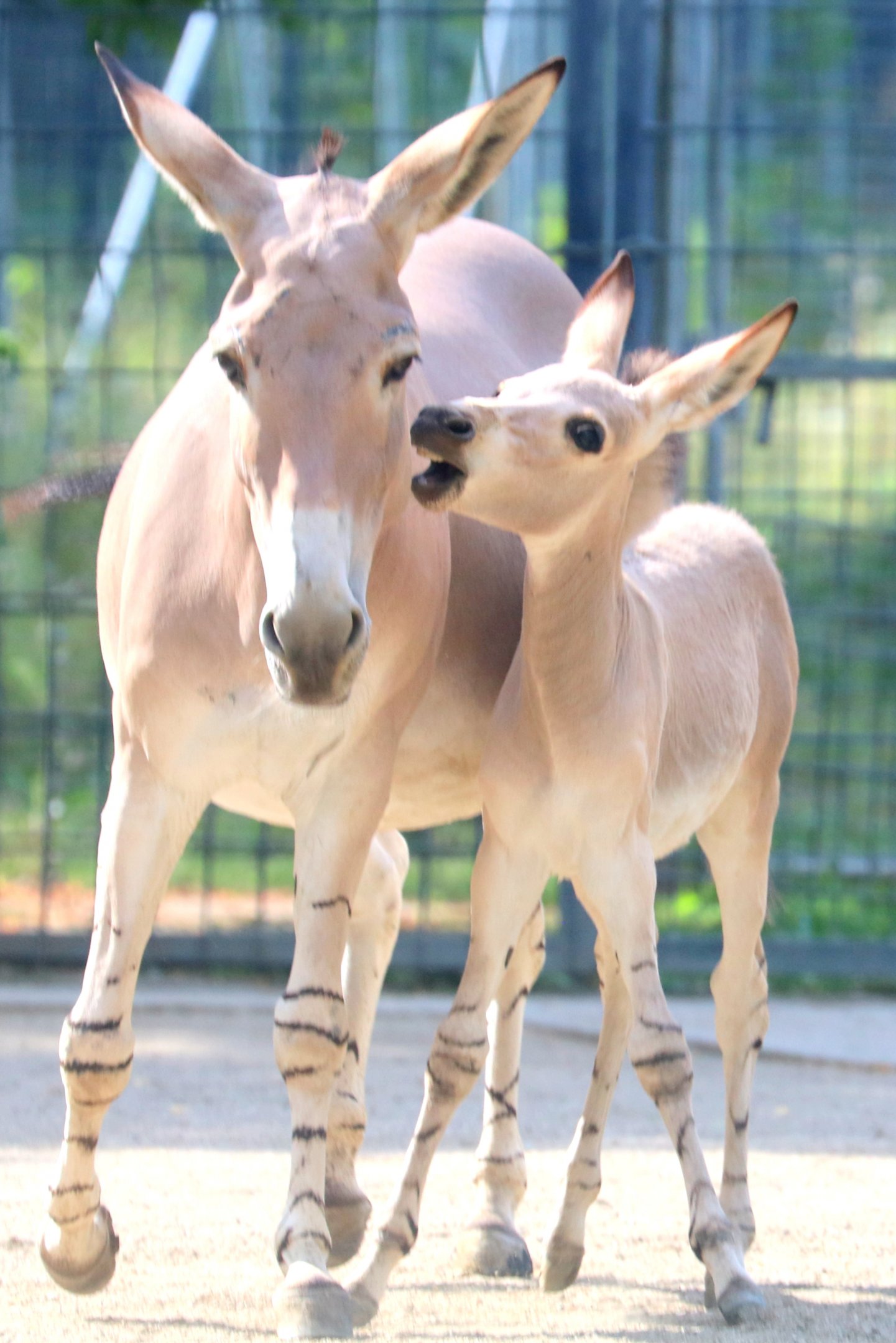 Somali wild ass with foal; Stuttgart; 5th September 2019