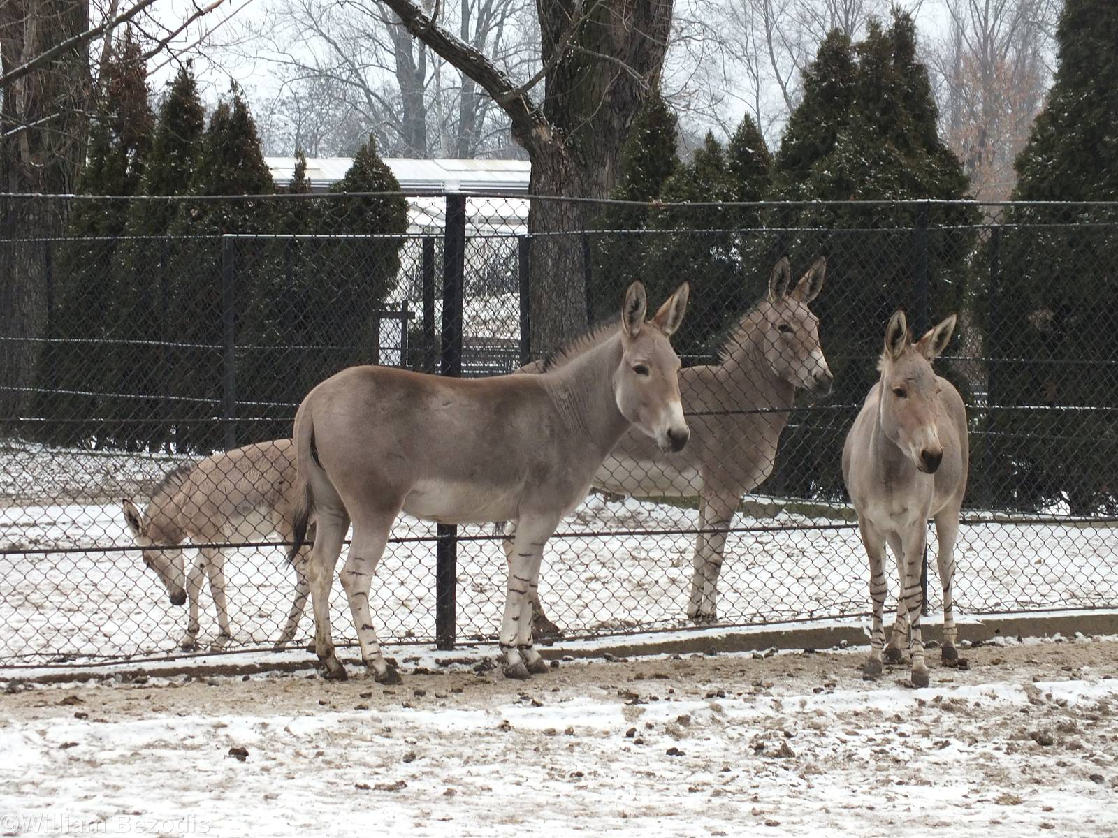 Somali Wild Ass with Foal