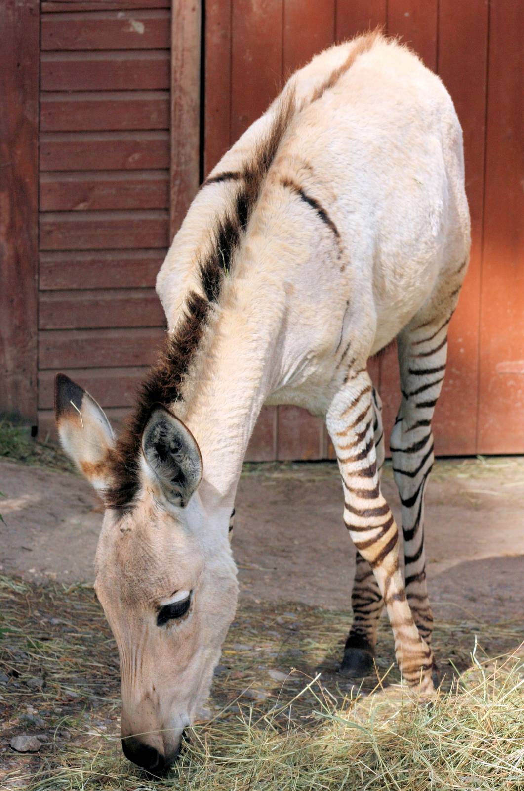 Somali wild ass x plains zebra hybrid foal; Private Collection;16th Septemb