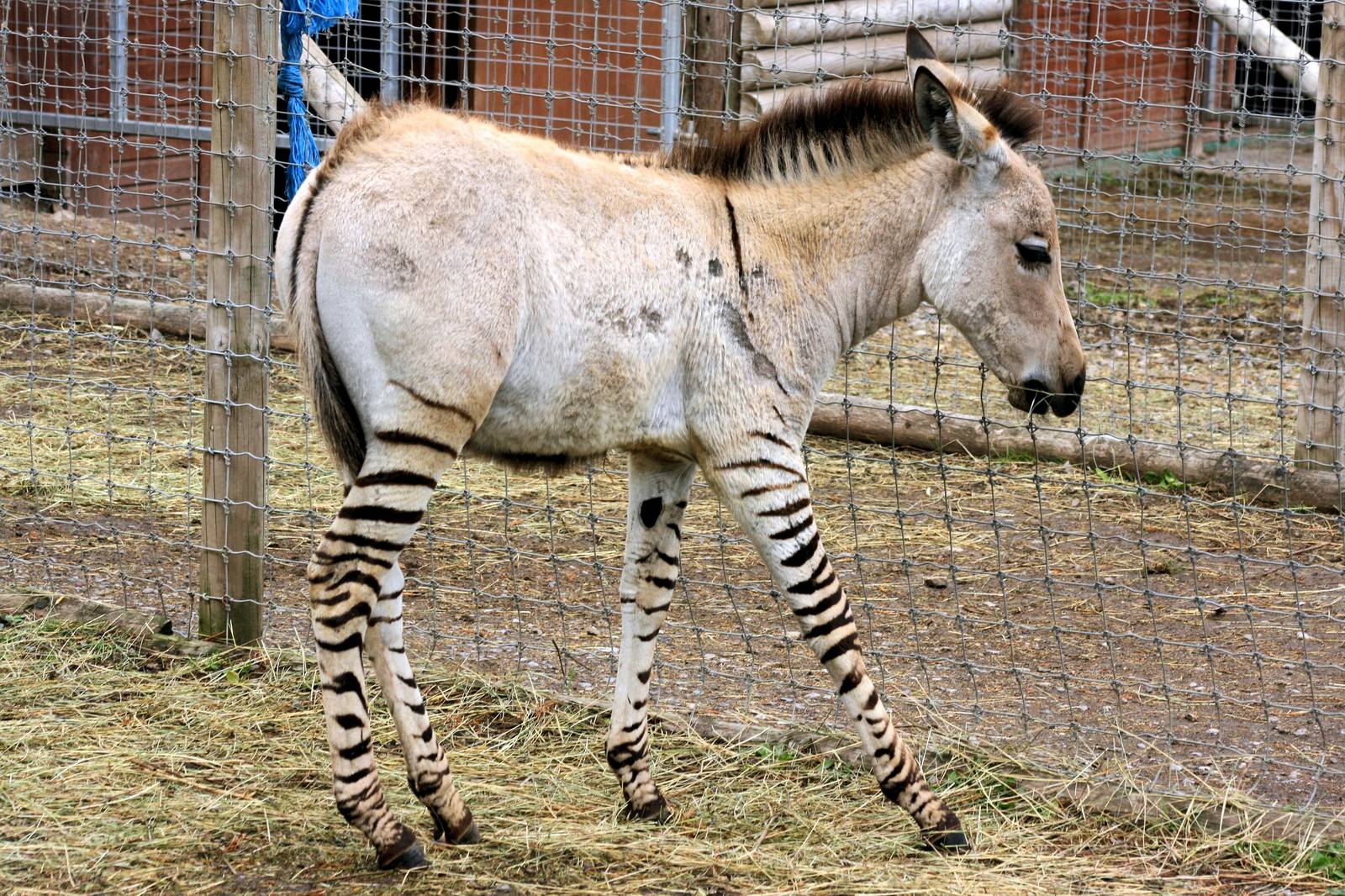 Somali wild ass x plains zebra hybrid foal; Private Collection;16th Septemb