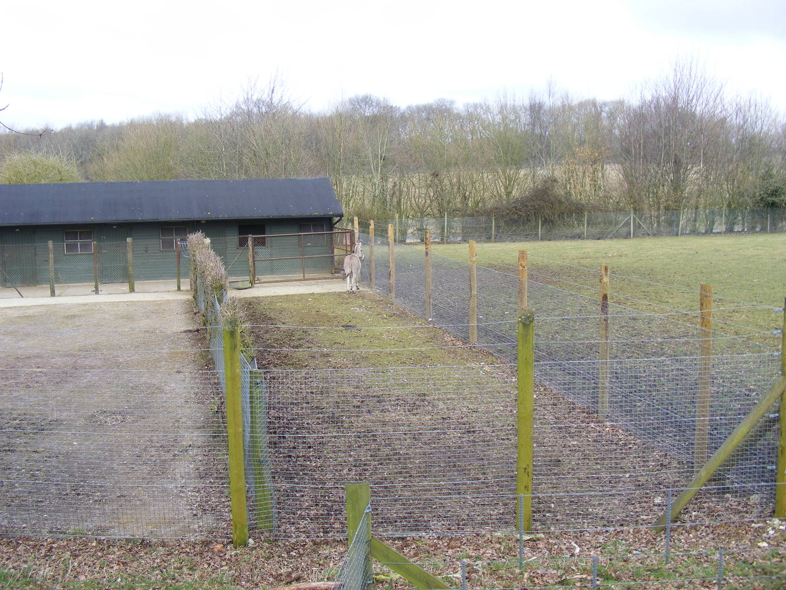 Somali wild ass yard at Marwell Wildlife, 6 March 2010