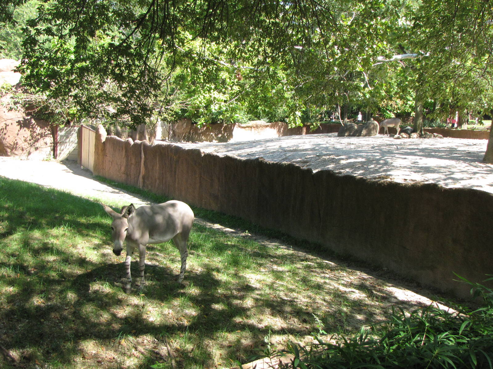 Somali Wild Ass Yards - Red Rocks