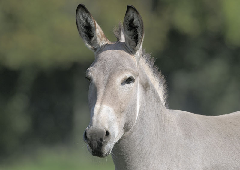 Somali wild ass