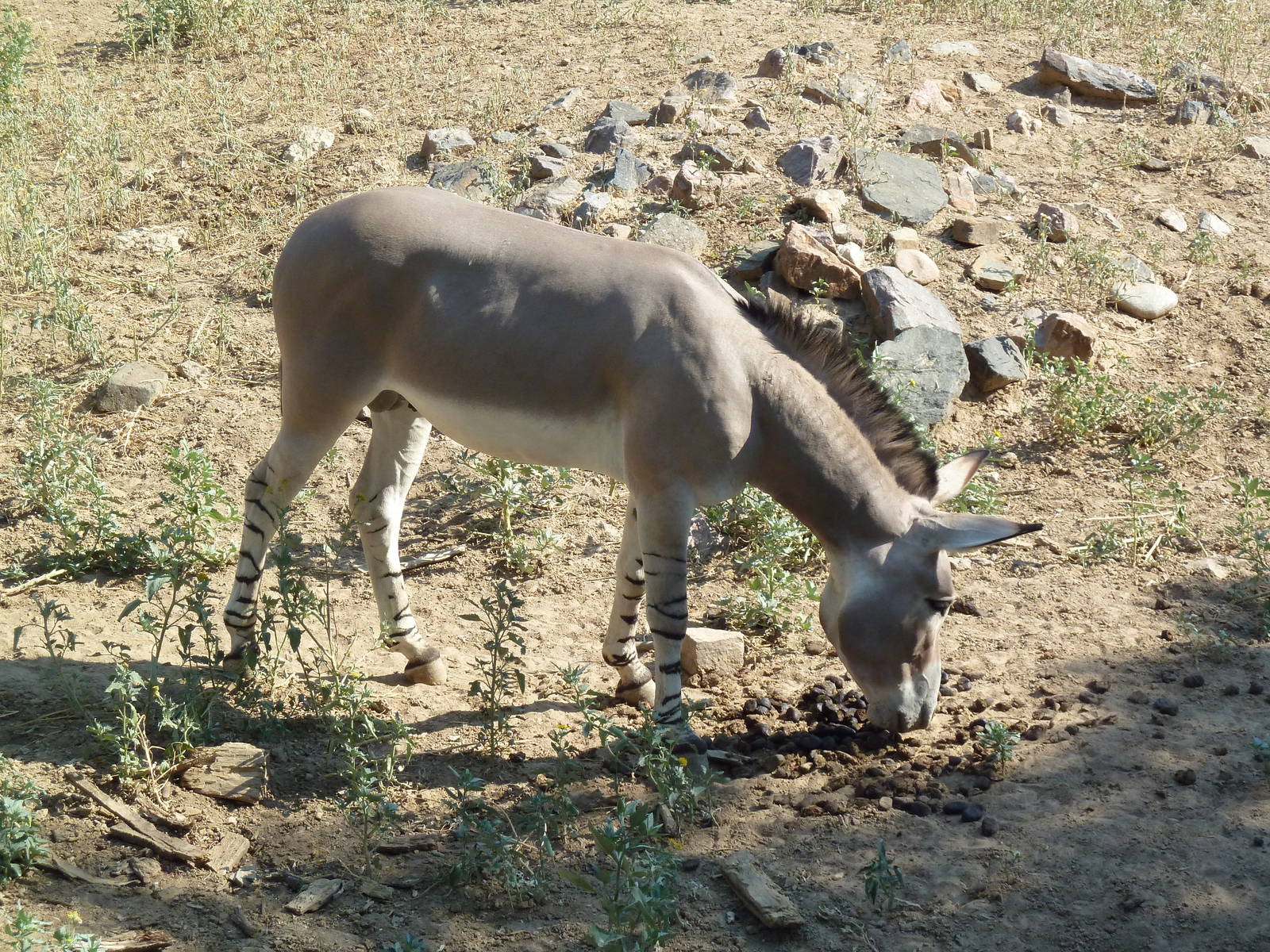 Somali Wild Ass