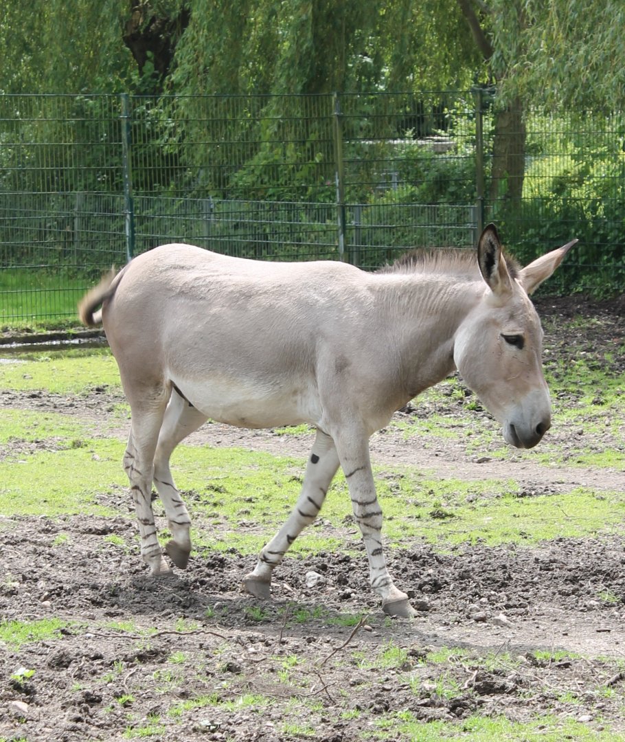 Somali wild ass