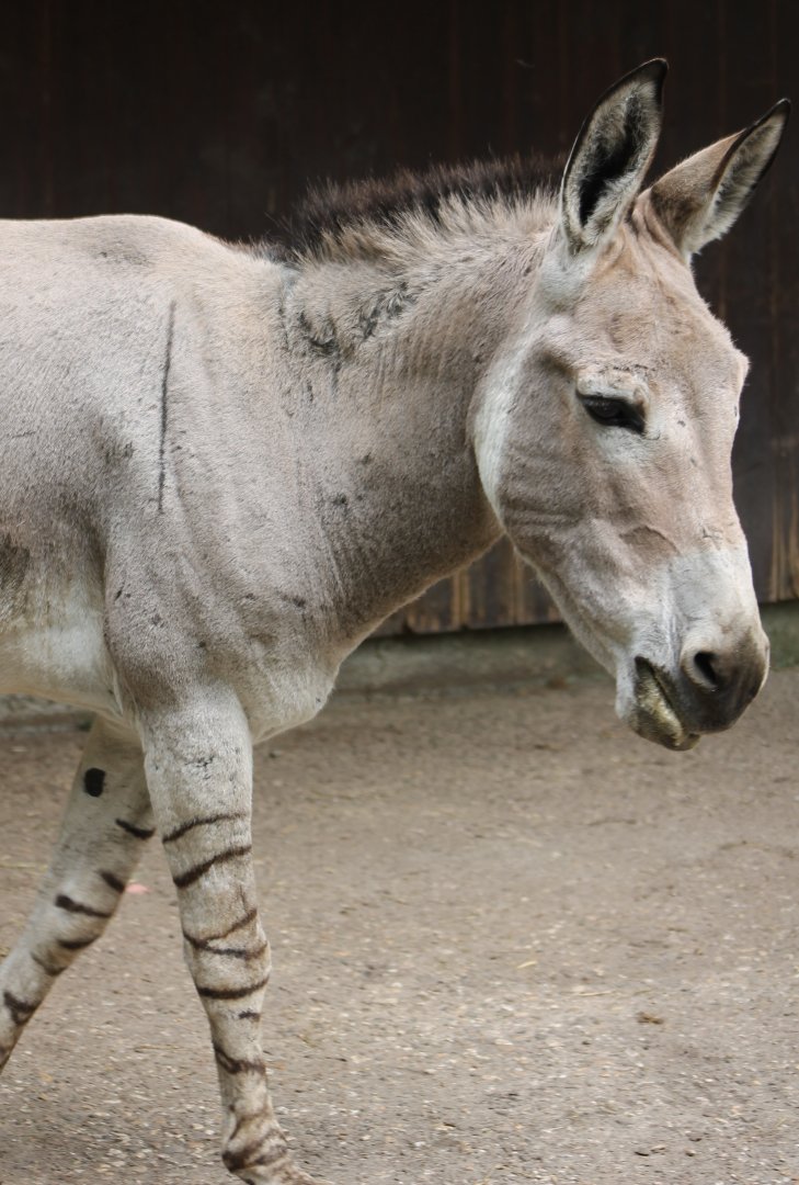 Somali wild ass