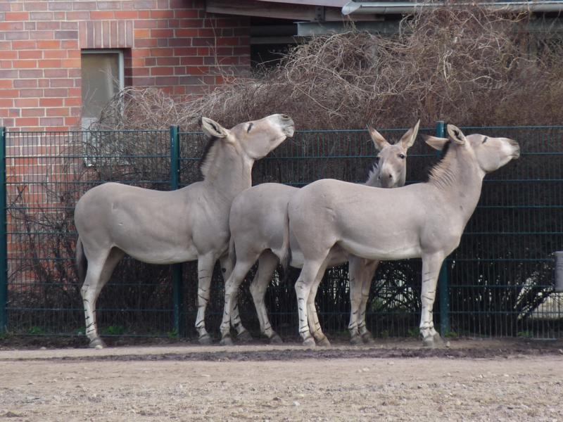 Somali Wild ass