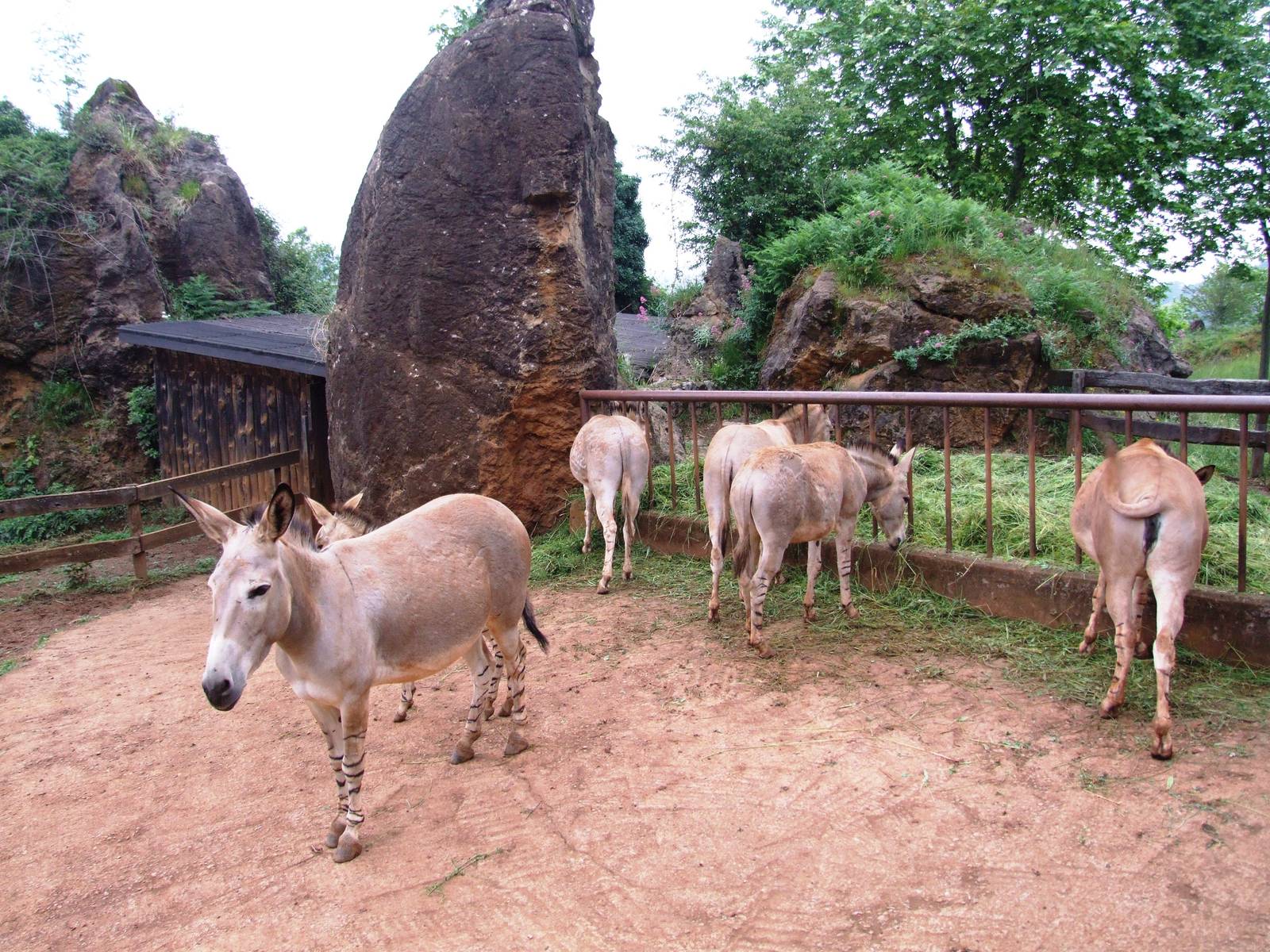 Somali Wild Asses at Cabarceno, 11/06/15