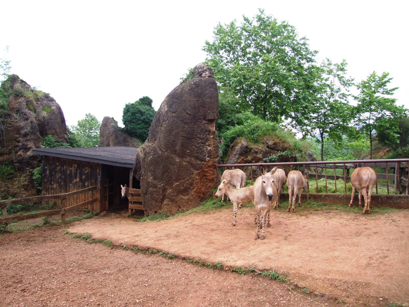 Somali Wild Asses at Cabarceno, 11/06/15