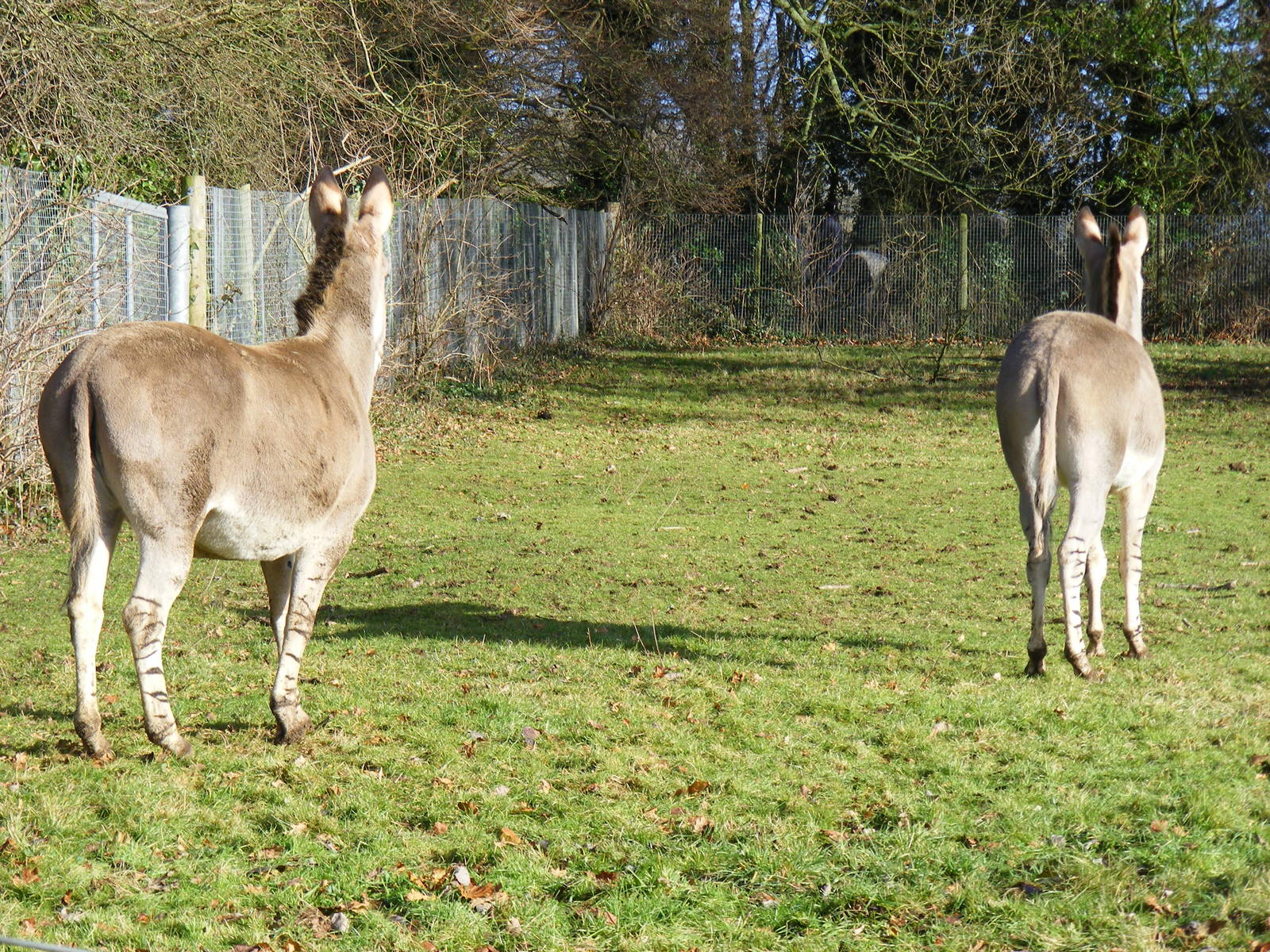Somali wild asses at Marwell Wildlife, 17 January 2010