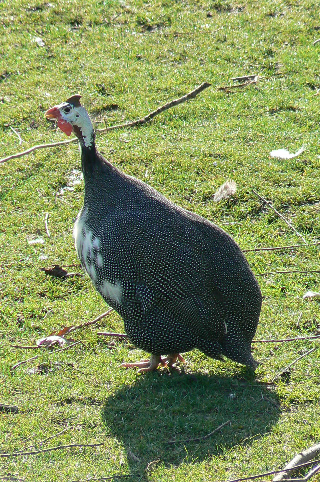 Somali wild asses enclosure - guineafowl