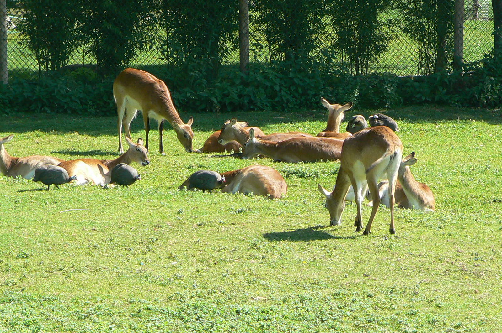 Somali wild asses enclosure - Kafue flats lechwes with guineafowls