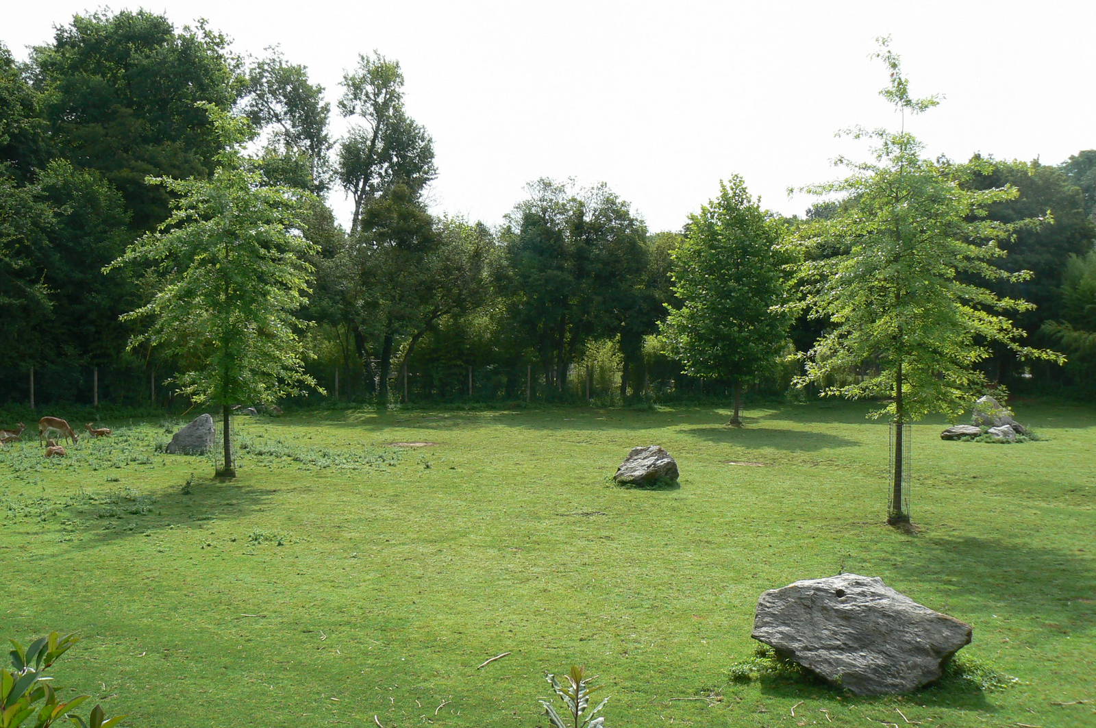 Somali wild asses enclosure