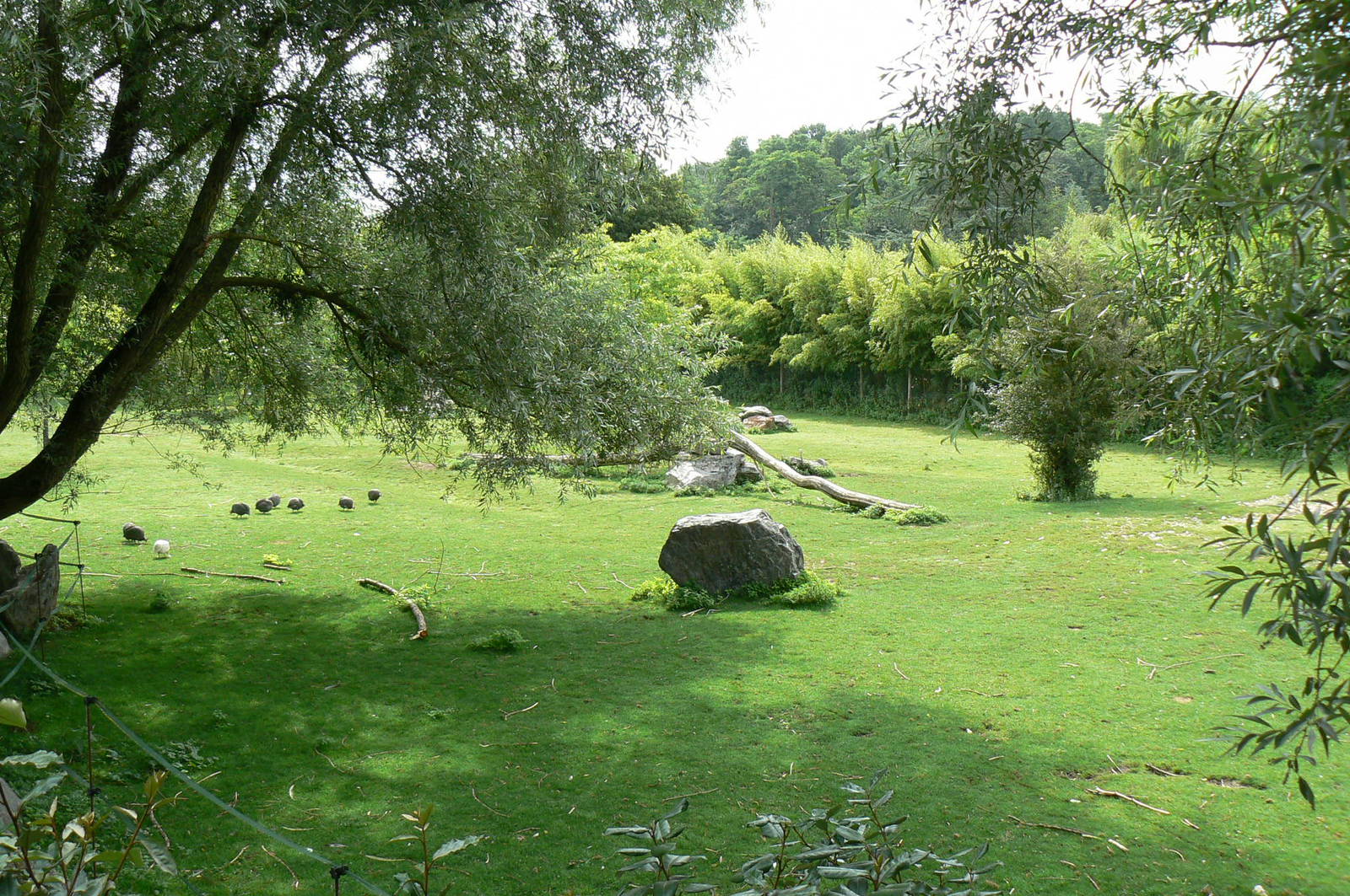 Somali wild asses enclosure