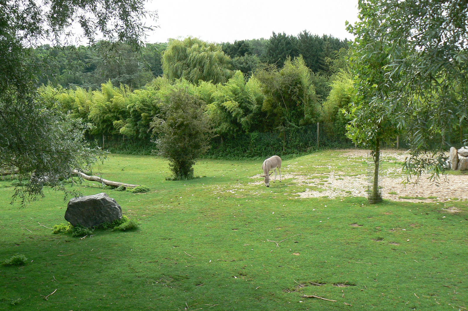 Somali wild asses enclosure