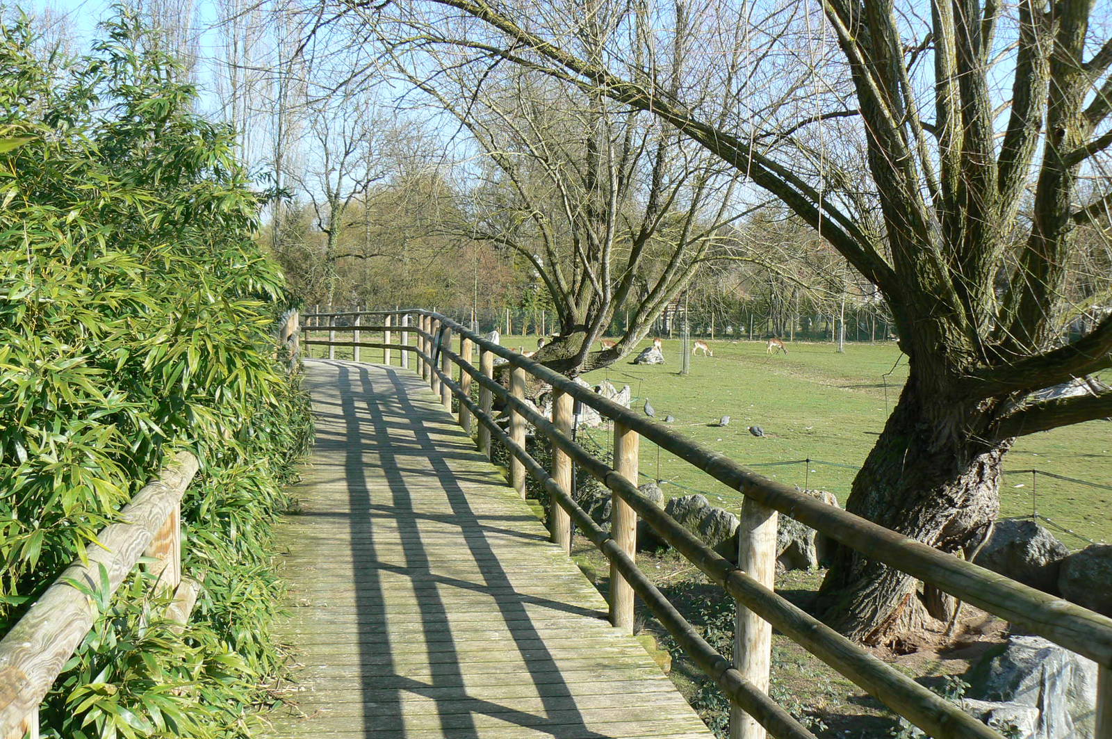 Somali wild asses enclosure