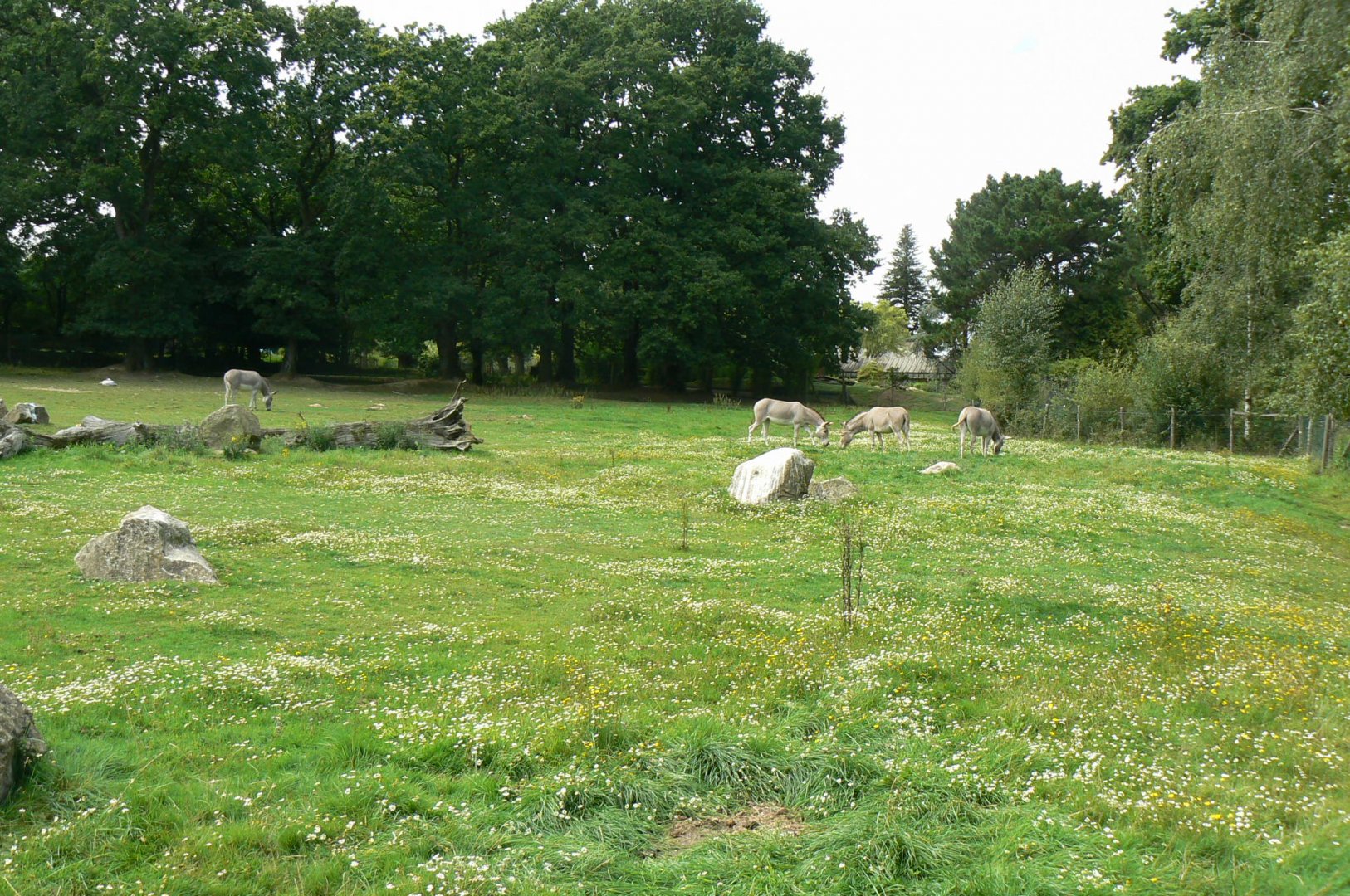 Somali wild asses' enclosure