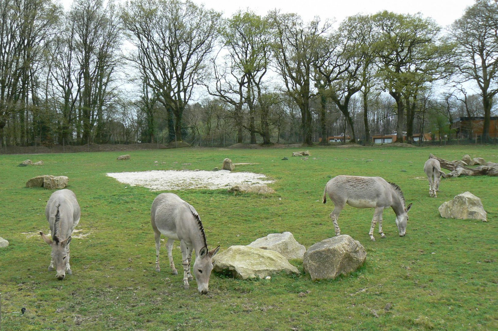 Somali wild asses' enclosure