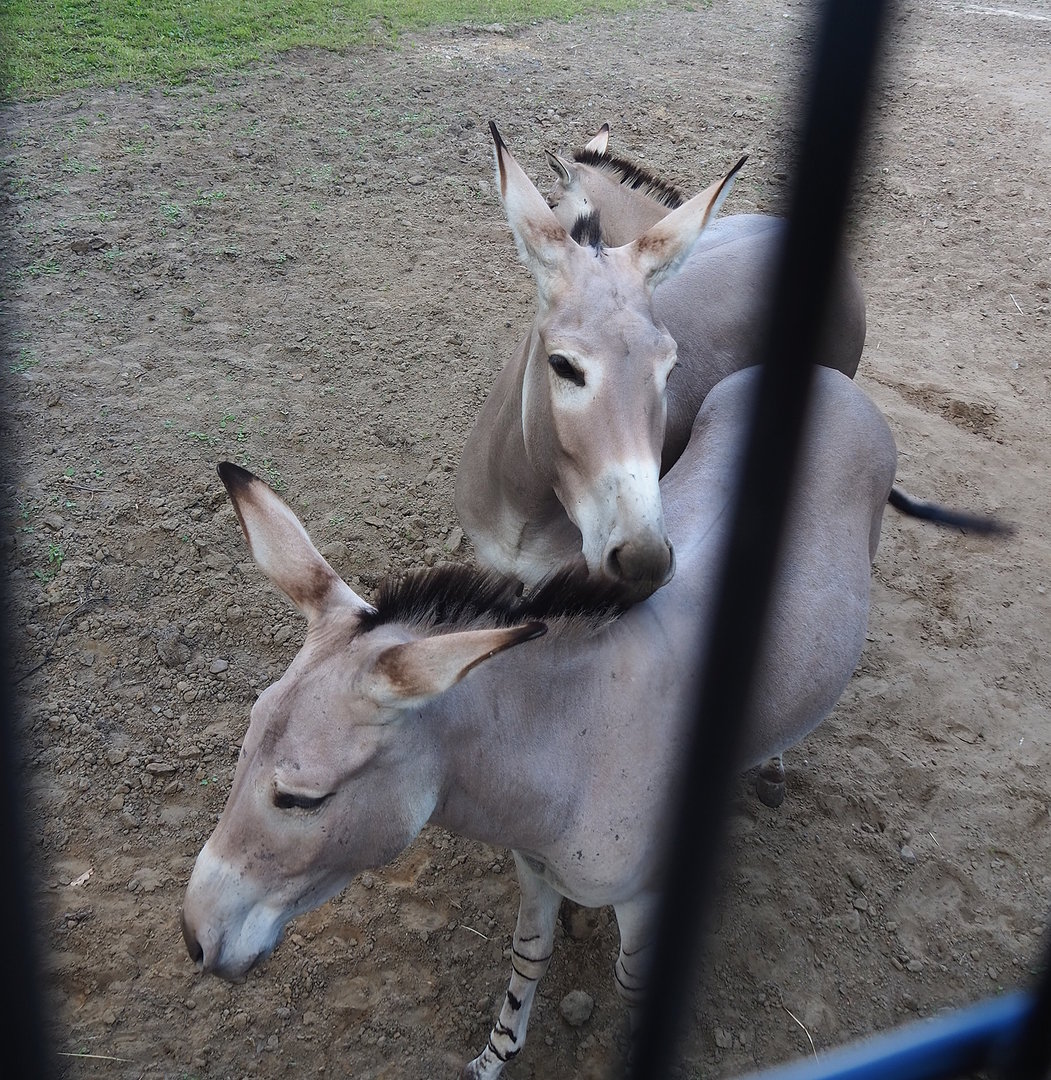 Somali wild asses (Equus africanus somaliensis), 2022-07-16