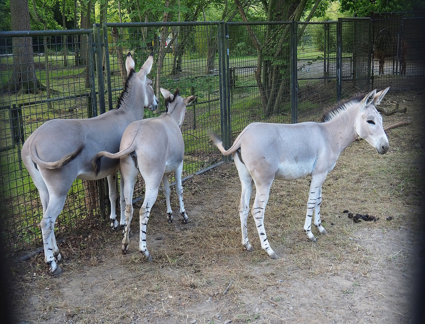 Somali wild asses (Equus africanus somaliensis), 2022-07-16