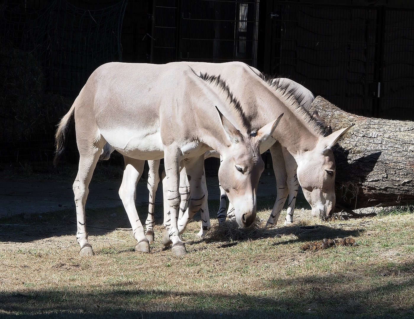 Somali wild asses (Equus africanus somaliensis), 2022-08-07