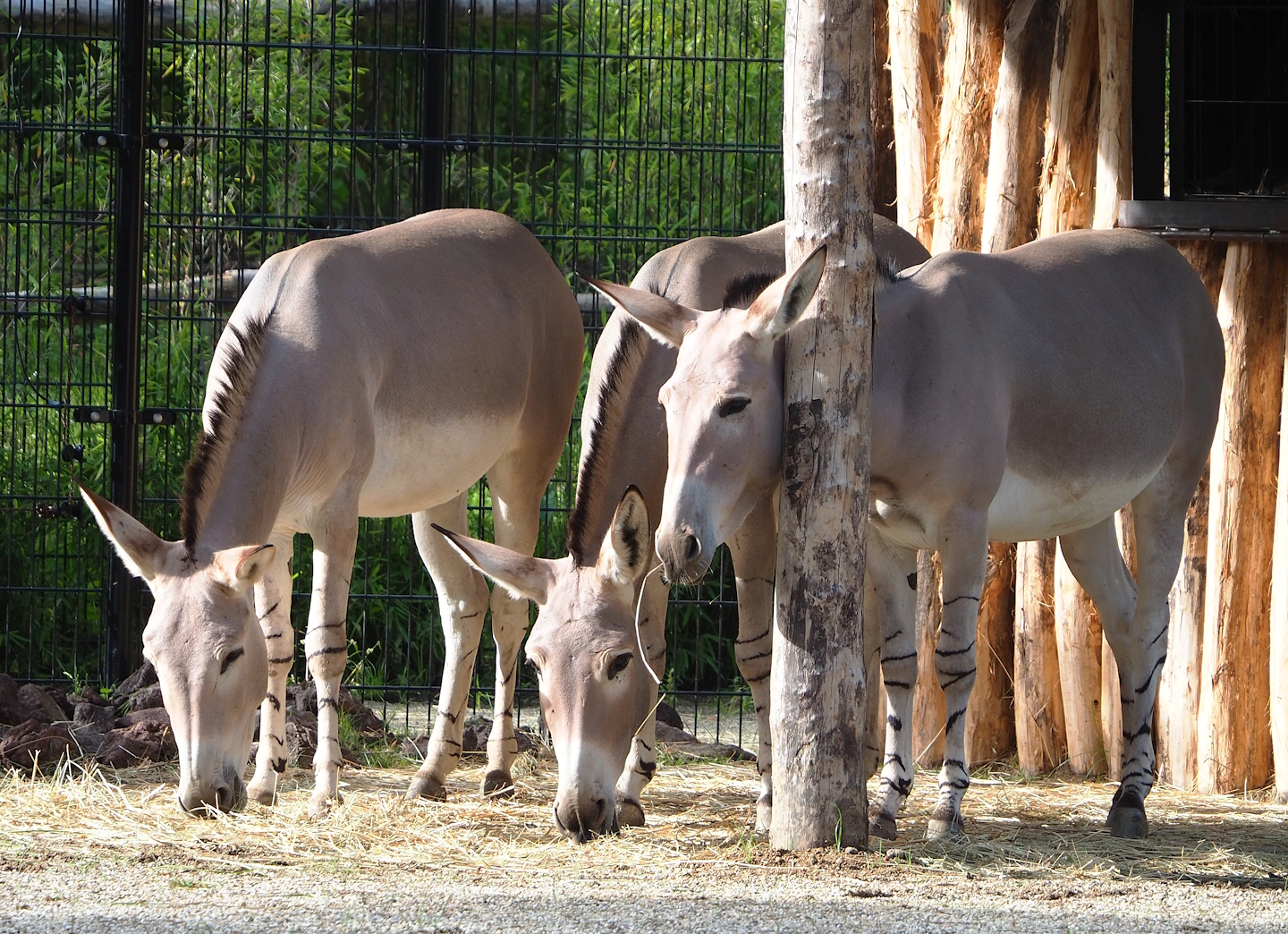 Somali wild asses (Equus africanus somaliensis), 2023-09-19