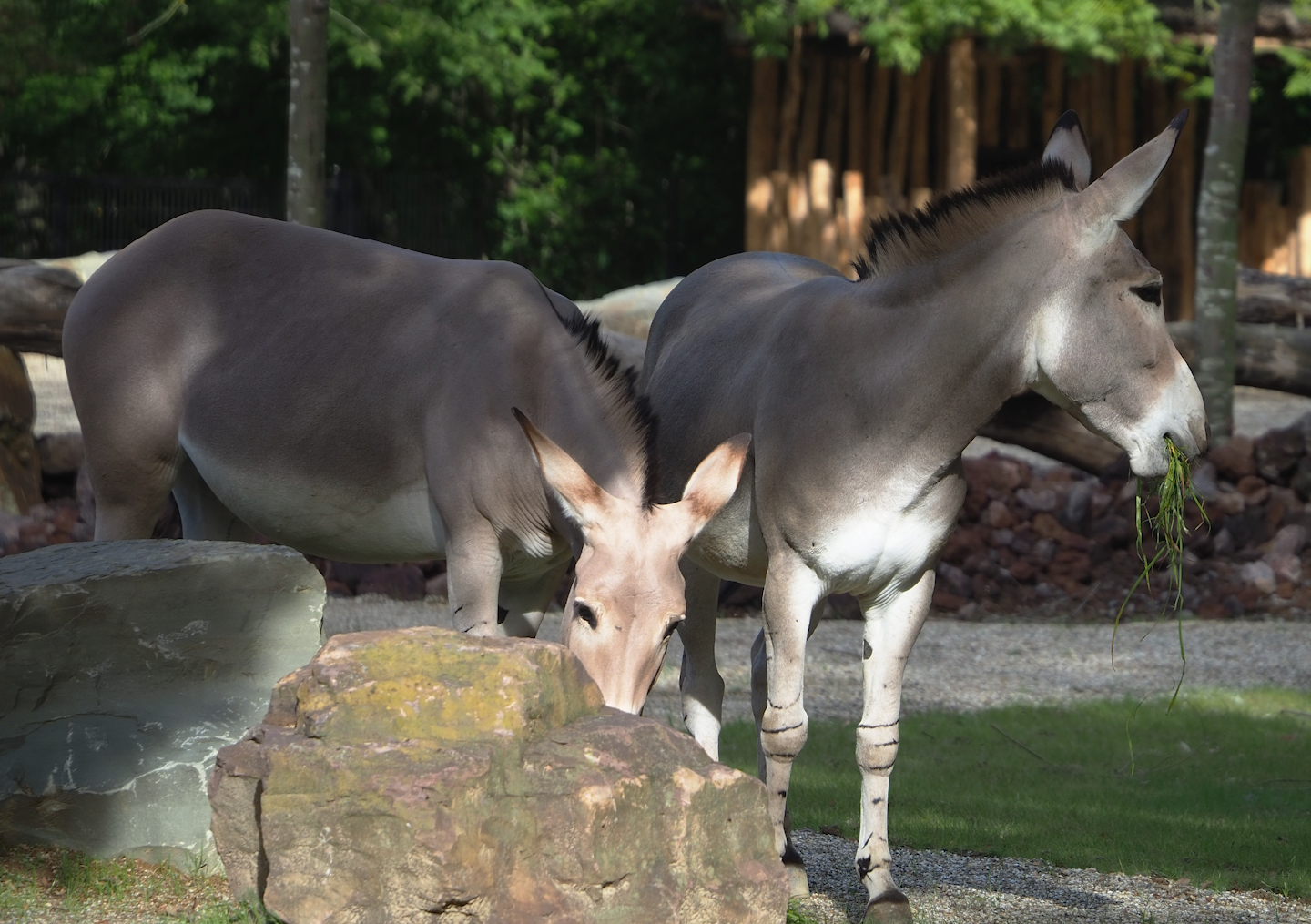 Somali wild asses (Equus africanus somaliensis), 2023-09-19