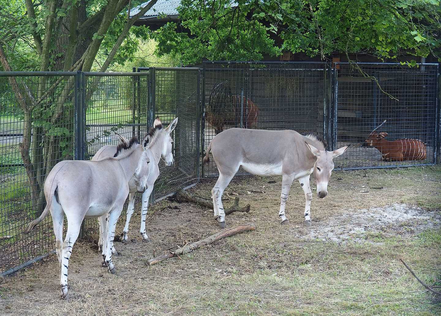 Somali wild asses (Equus africanus somaliensis), with Mountain bongos in the background, 2022-07-16
