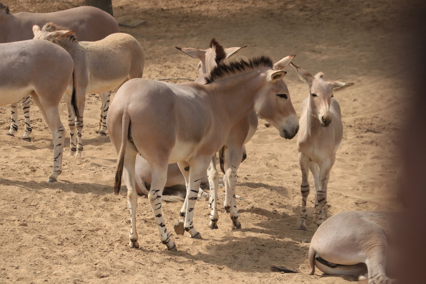 Somali wild asses (June 2019)