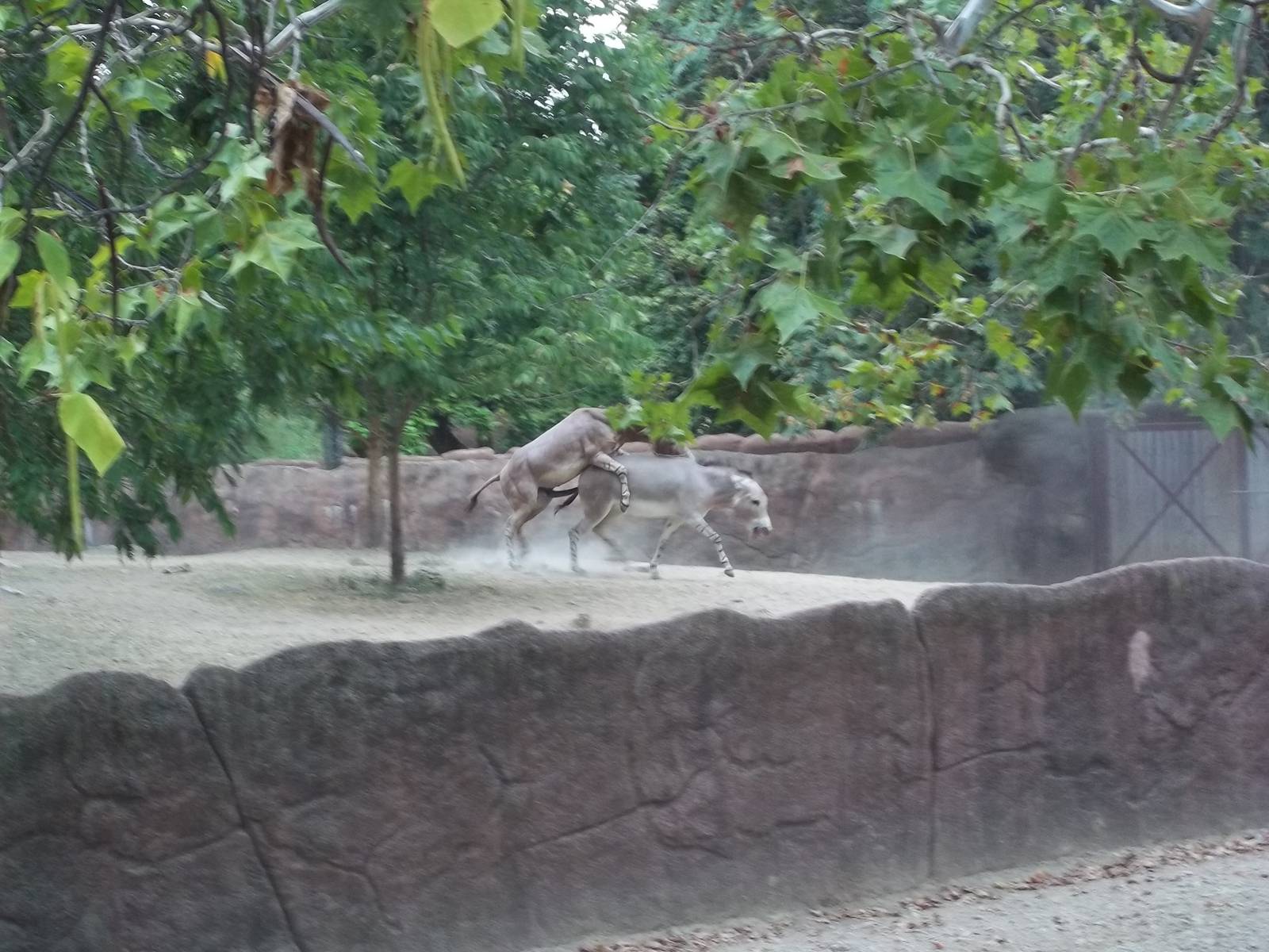 Somali Wild Asses Mating