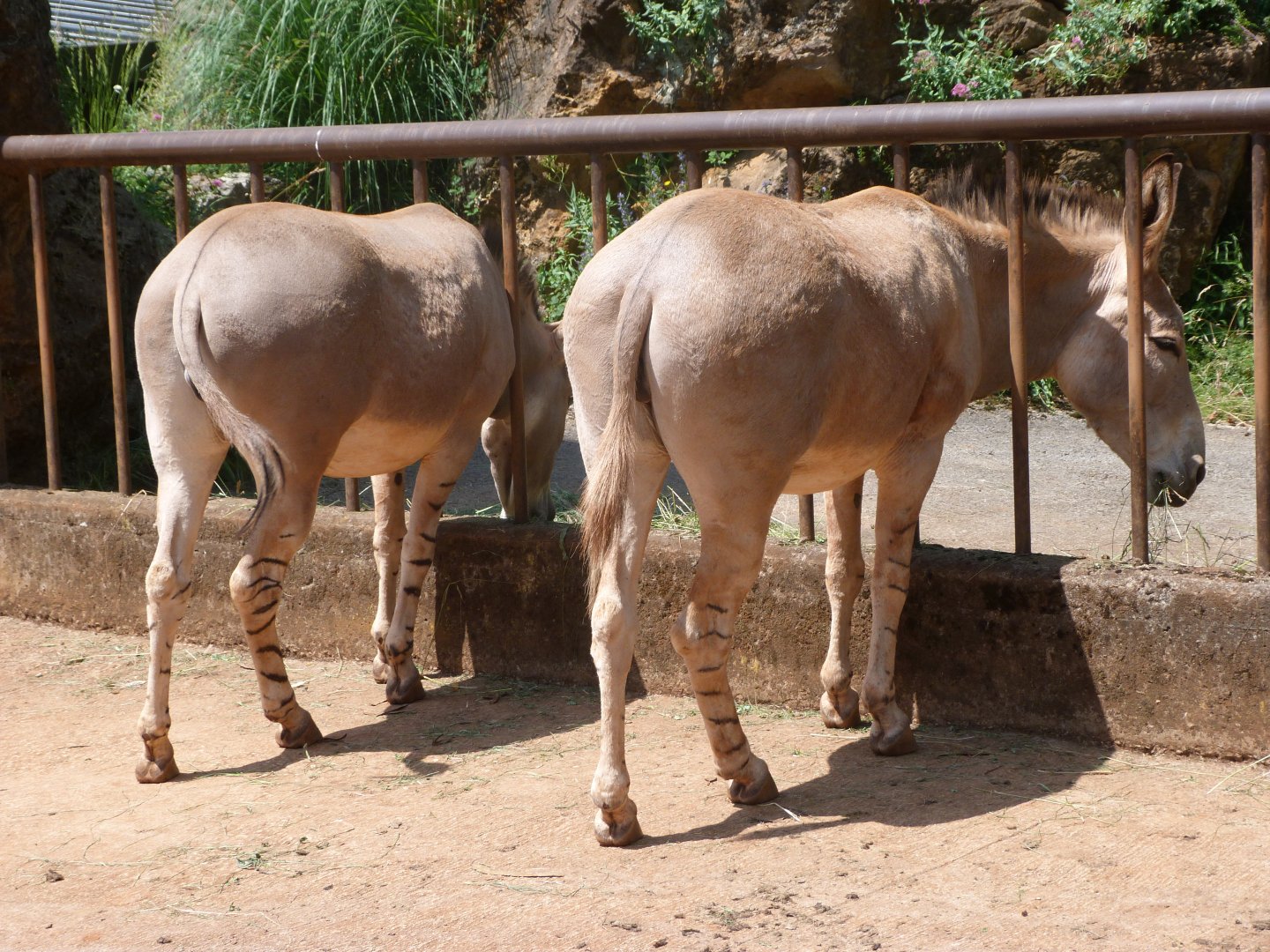 Somali wild asses -Parque de la Naturaleza de Cabárceno (2025)