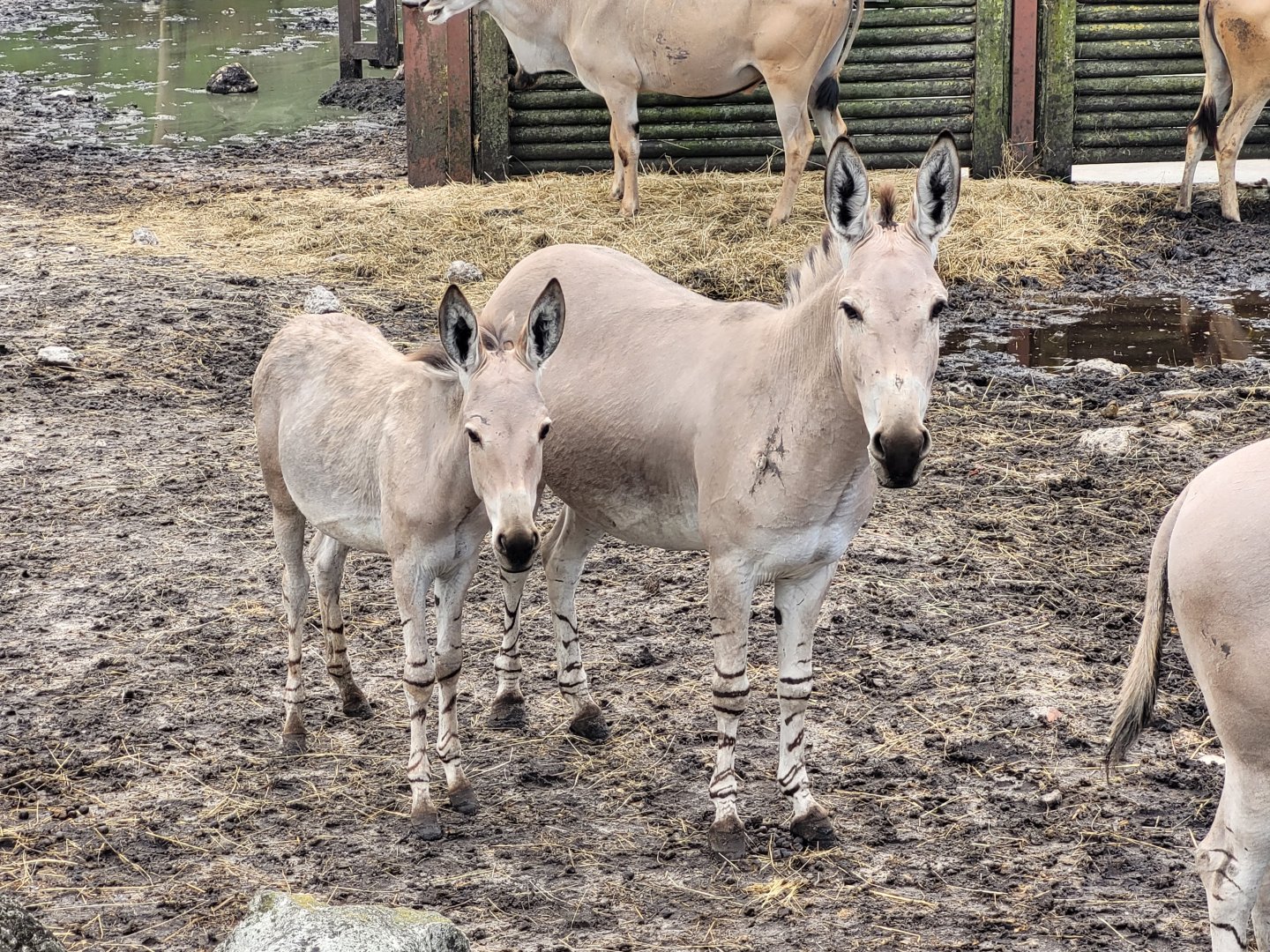 Somali wild asses -Zoo du bassin d'Arcachon (2024)