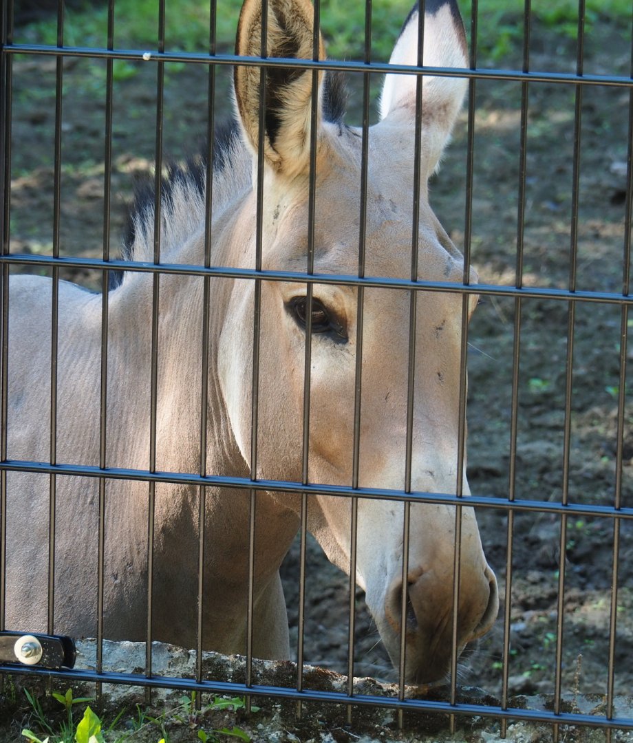 Somali wild donkey (Equus africanus somaliensis), 2022-07-03