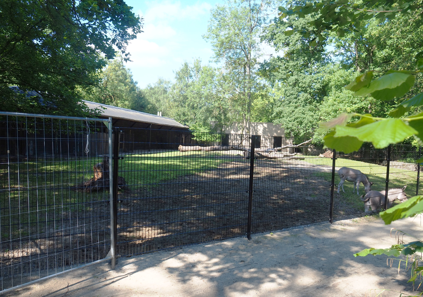 Somali wild donkey paddock, 2022-07-03
