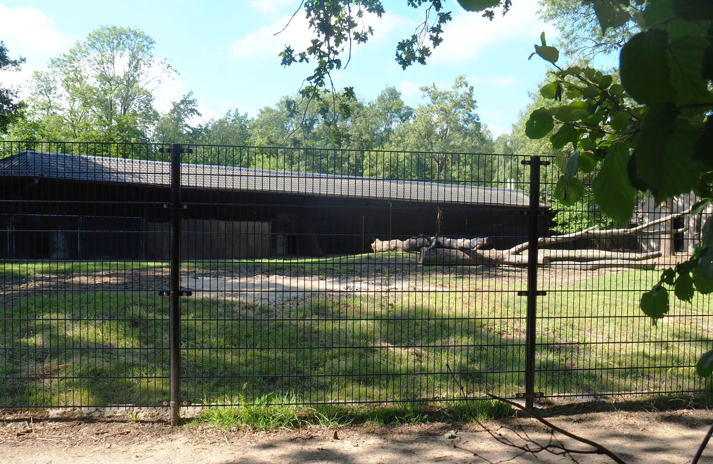 Somali wild donkey paddock, 2022-07-03