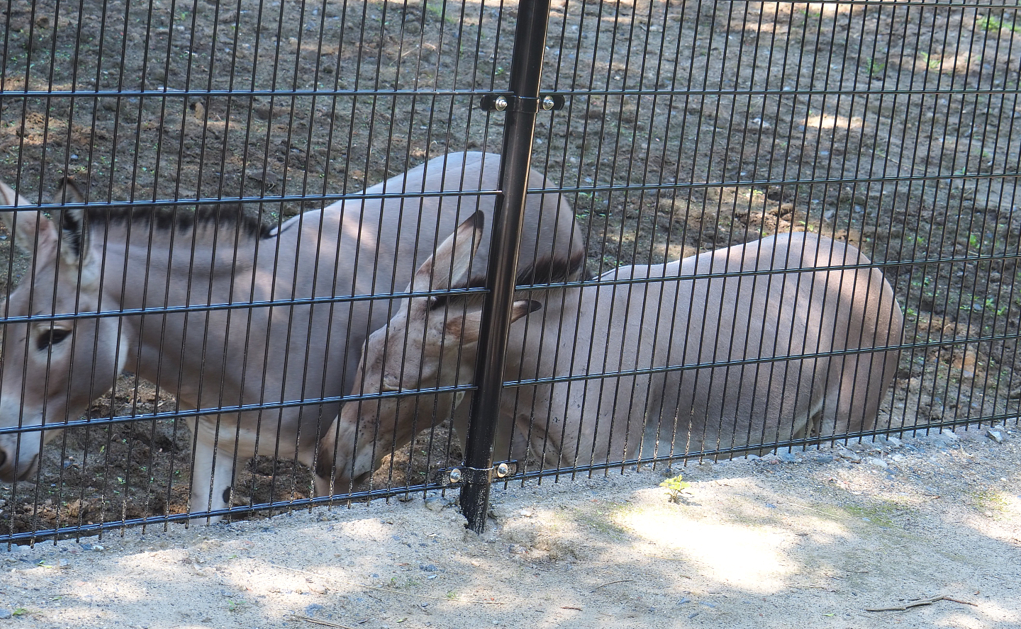 Somali wild donkeys (Equus africanus somaliensis), 2022-07-03
